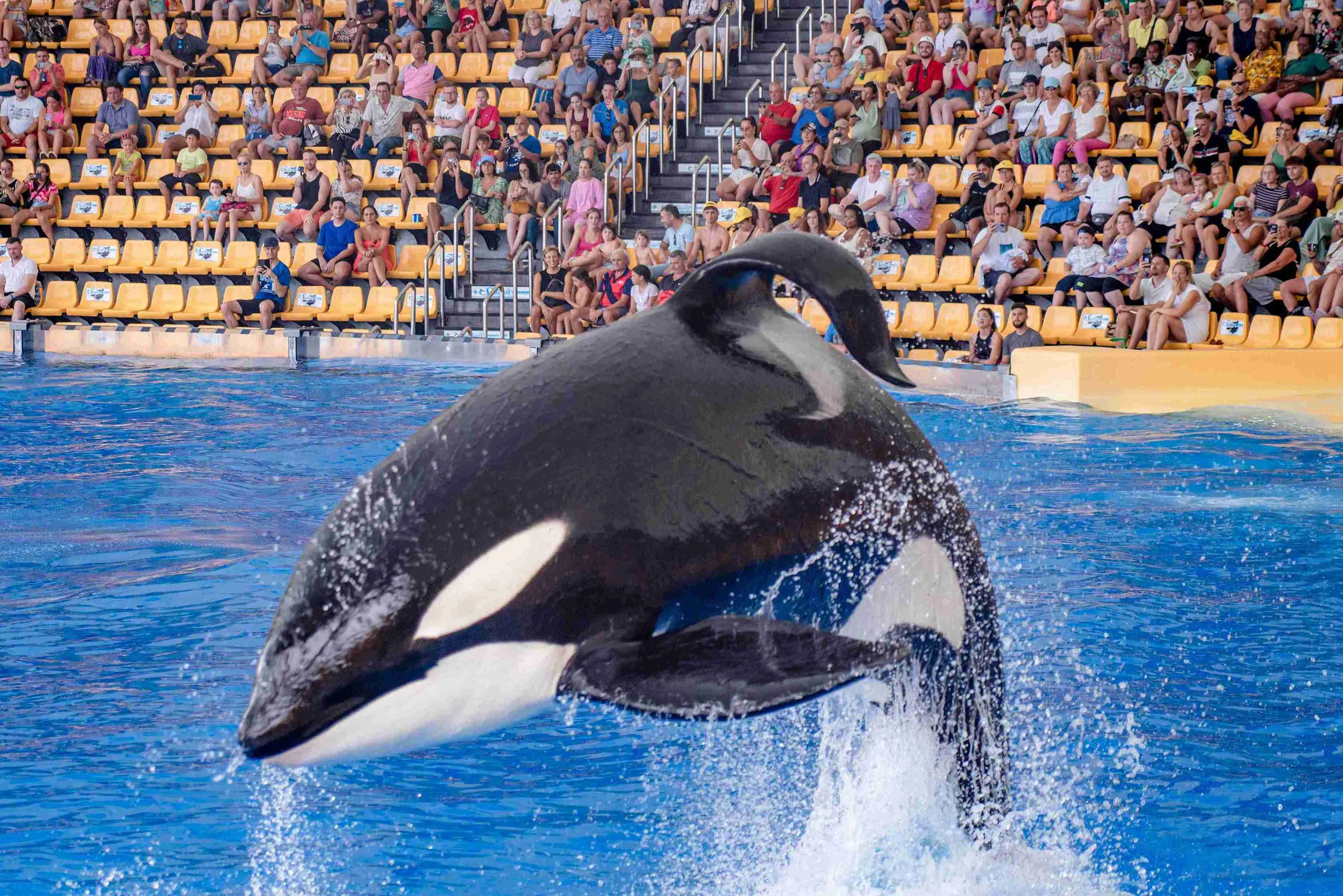 Dolphin Delight: Captivating Moments of Interaction at the Dolphinarium Packages